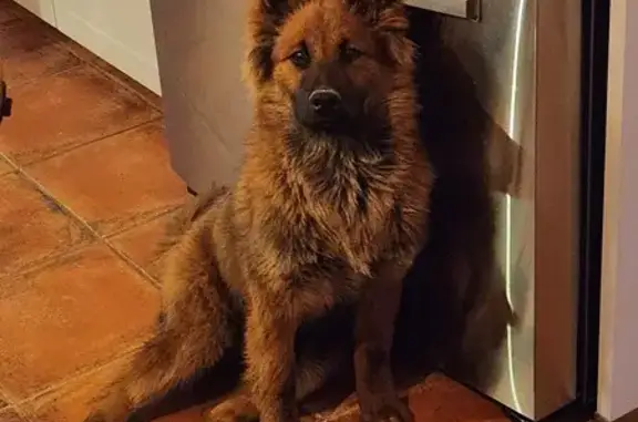 Chien disparu Fille, Castelsarrasin (fl537279) - photo