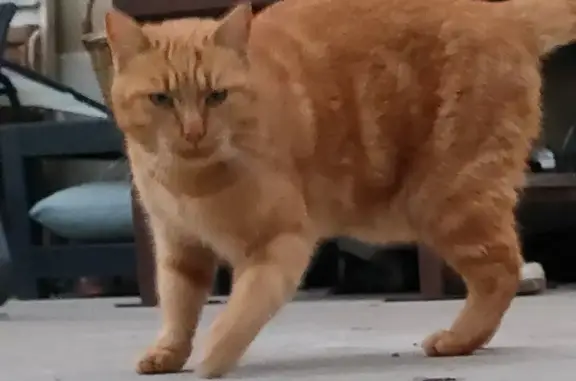 Chat roux trouvé cherche foyer aimant - photo