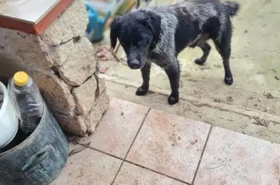 Chien de chasse moyen trouvé à Merles - photo