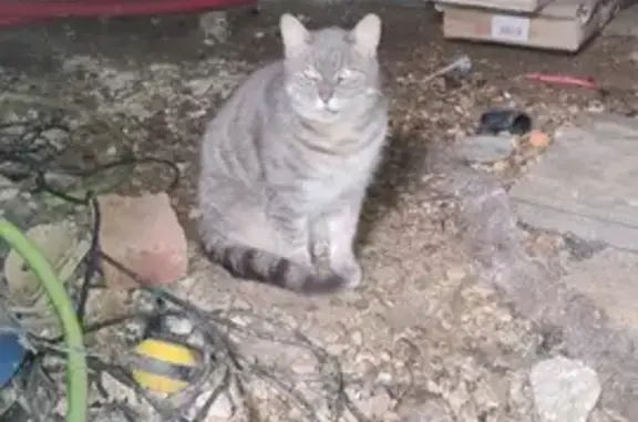 Animaux trouvés Monnaie, photo: Chatte grise errante trouvée à Monnaie