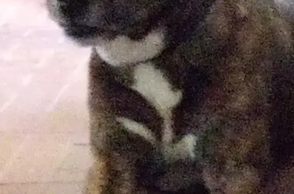 Chien perdu , photo : Chien disparu, croisé bringé à La Roche