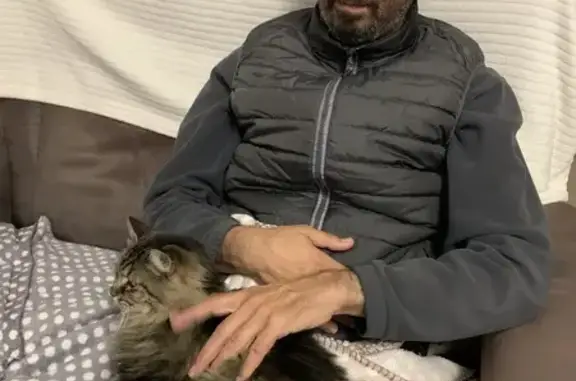 Chatte câline disparue à Bouc-Bel-Air - photo