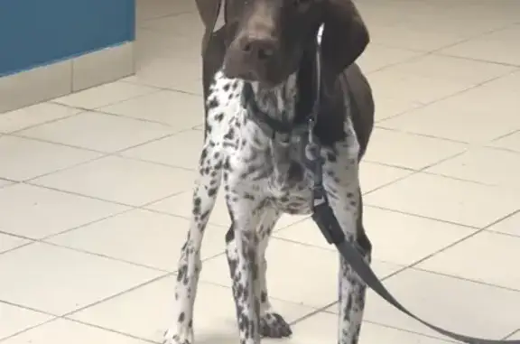 Jeune Chienne Braque Allemand Trouvée - photo