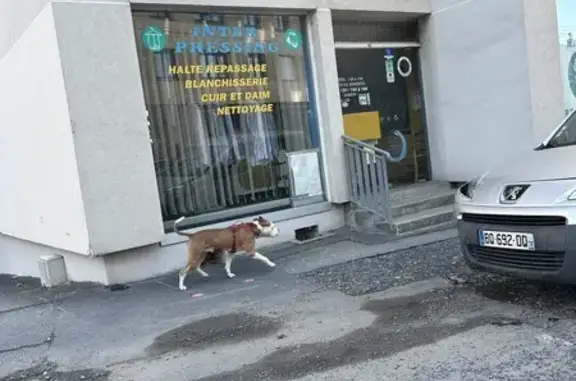 Chien trouvé Rue de l'Oradou, Clermont - photo