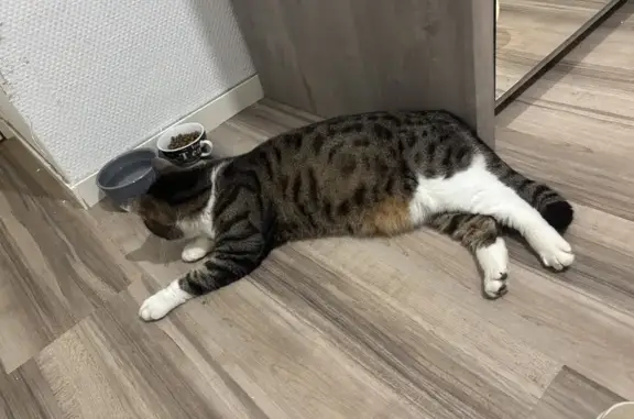 Animaux trouvés Hérouville-Saint-Clair, photo: Chat femelle tigrée câline trouvée balcon