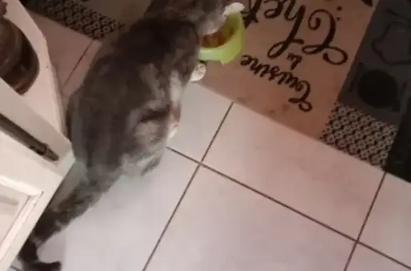Animaux trouvés , photo: Chatte grise câline trouvée à Trégrom