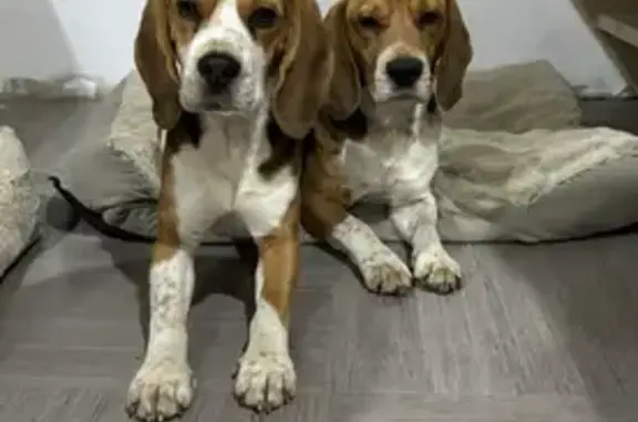 Deux Beagles perdus à Saint-Amour - photo
