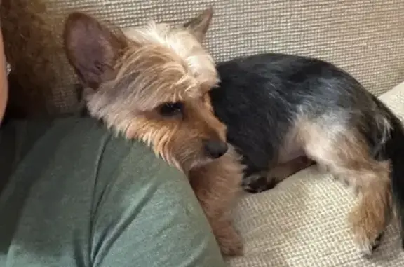 Help Find Gordy: Lost Yorkie in Opa-locka