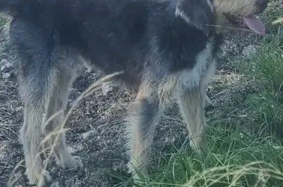 Griffon Nivernais gris trouvé au Tignet - photo