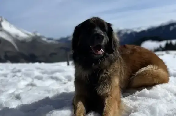 Chienne Leonberg fauve perdue à Nâves - photo