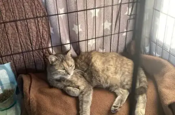 Chatte écaille trouvée à Castillon-la-Bataille - photo