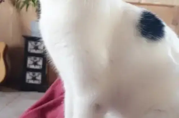 Animaux perdus , photo: Chat noir et blanc perdu aux Gras