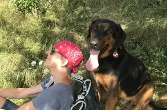 Beauceron mâle perdu à Arquenay - photo