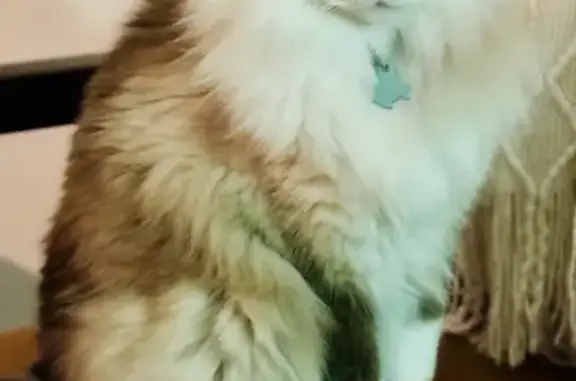 Lost Ragdoll Cat 