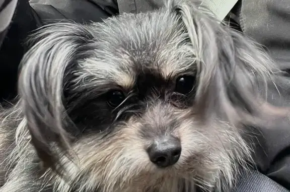 Found: Groomed Silver/Grey Dog on Bridge