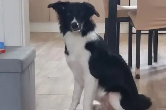 Chien perdu , photo : Chienne border collie perdue à Surcamps