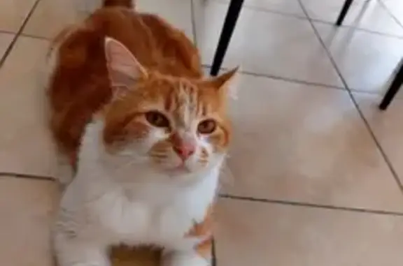 Chat roux et blanc perdu à St André - photo