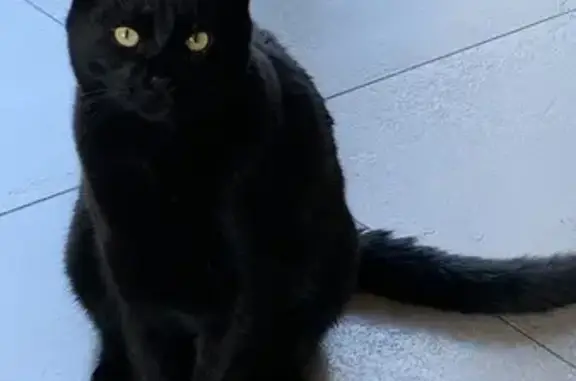 Chat perdu, Poisat, photo: Chat noir 2 ans perdu à Poisat
