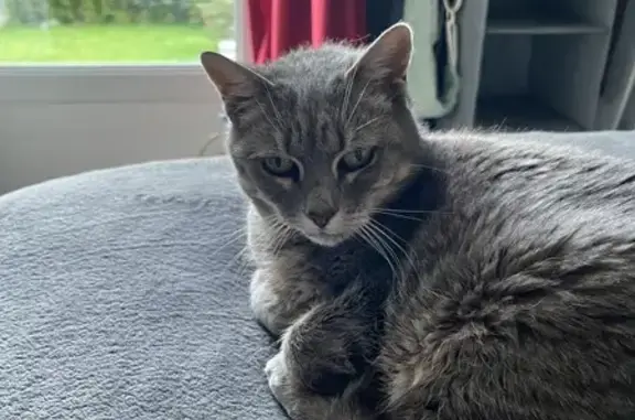 Chat perdu, Verson, photo: Chatte grise 8 ans disparue à Verson
