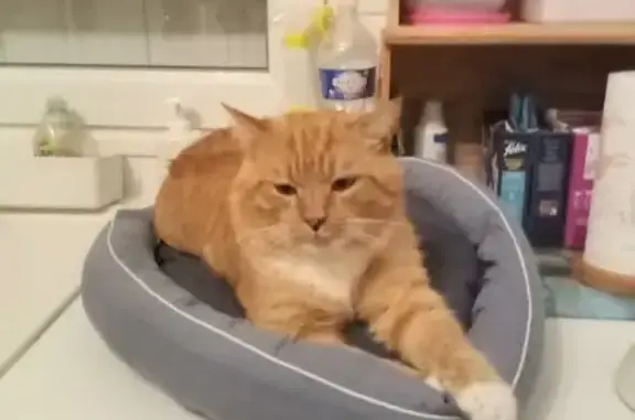 Chat perdu, Bon-Encontre, photo: Chat roux 7 ans perdu à Bon-Encontre