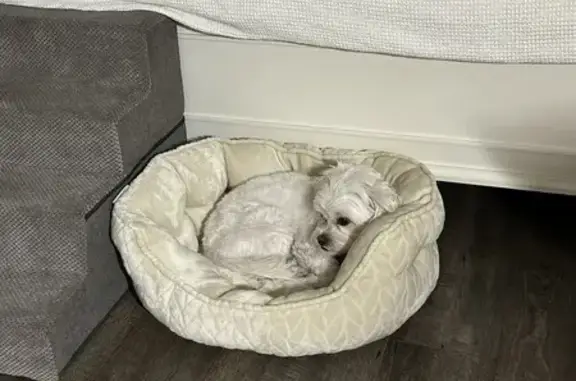 Missing Maltese: White/Cream in Peoria