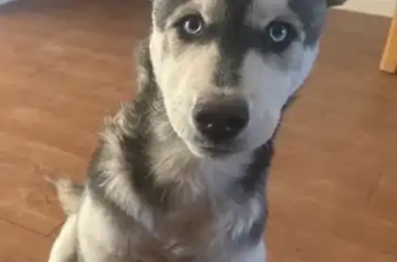 Lost Husky: West Beverly Rd, Phoenix