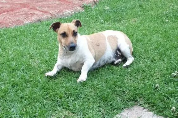 Lost Jack Russell in Vanderbijlpark