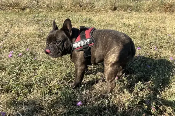Bouledogue français perdu à Villeneuve-sur-Lot - photo