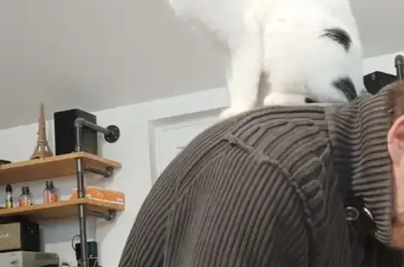 Jeune chatte européenne perdue - photo