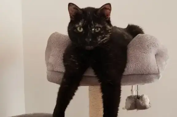 Chat perdu, Gelos, photo: Chatte Nuts perdue à Gelos, tâches œil gauche