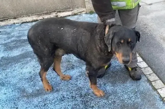 Beauceron mâle trouvé à Saint-Georges-de-Rex - photo