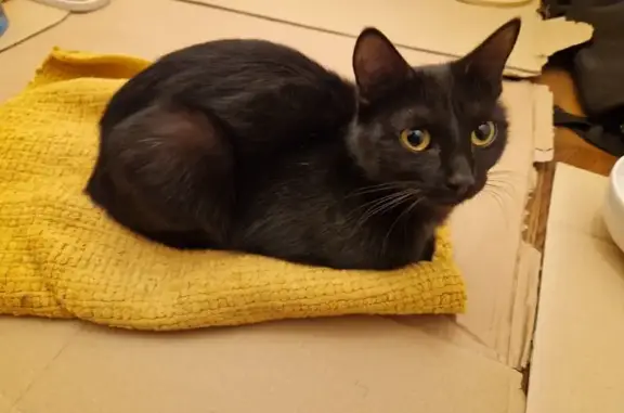 Chat trouvé Paris, photo: Jeune chatte noire trouvée rue Duhesme