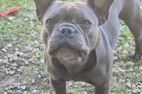 Chien perdu Vouneuil-sur-Vienne, photo : Chienne bringée perdue à Vouneuil-sur-Vienne