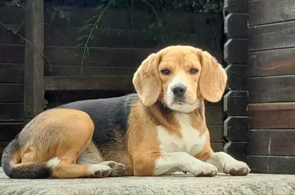 Beagle perdue avec collier marron - photo
