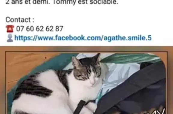 Chat tigré et blanc perdu au Rheu - photo