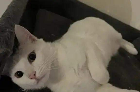 Chat perdu, Montreuil-Bellay, photo: Chatte blanche perdue à Montreuil-Bellay