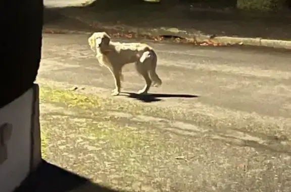 Chien trouvé Pacé, photo: Chien croisé perdu rue du Petit Canais