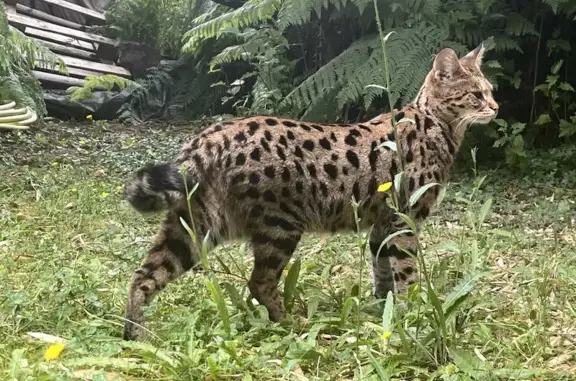 Grande chatte tigrée perdue à Chennevières - photo
