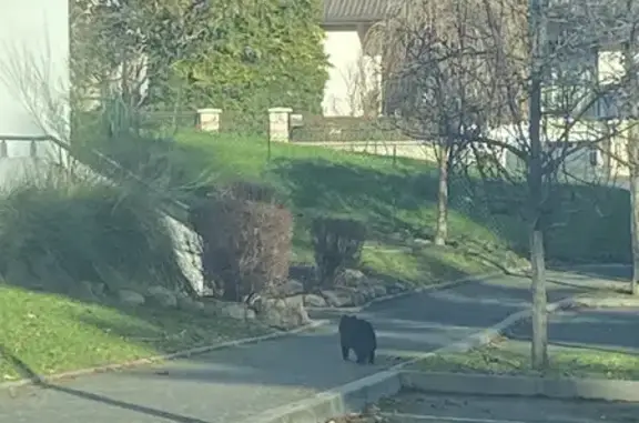 Chat trouvé Montluçon, photo: Chat trouvé près des bâtiments Bien Assis