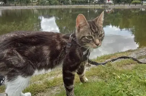 Chat perdu à Vitré, rue des Bénédictins - photo