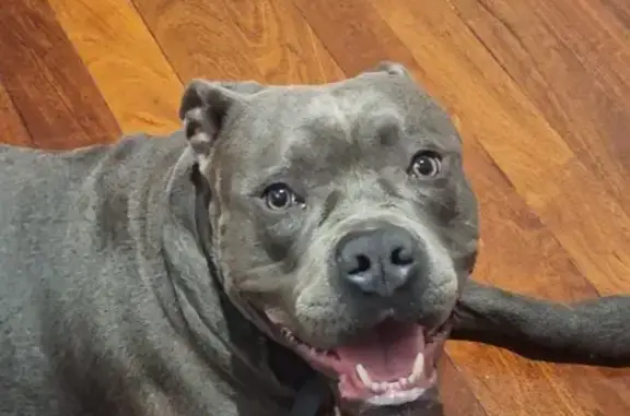 Found: Friendly American Staffie in Vic Park