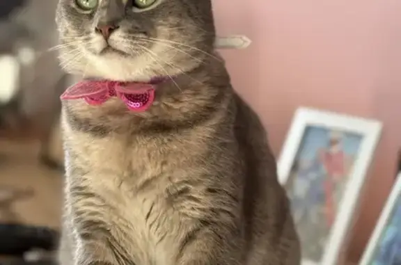 Chatte peureuse disparue à Rang-du-Fliers - photo