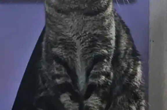 Animaux perdus Beauvais, photo: Linette, chat tigré blessé, disparu à Beauvais