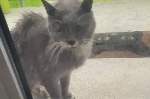 Chat trouvé : jeune, affectueux, affamé - photo