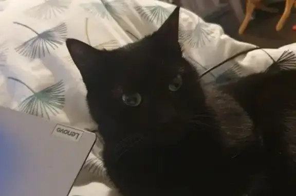 Chatte noire 3 ans disparue à Bassillac - photo