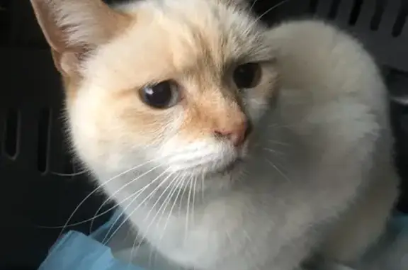 Chatte crème câline trouvée à Dampniat - photo