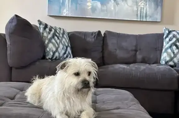 Lost Tan Shih Tzu Mix on Turnbill Dr