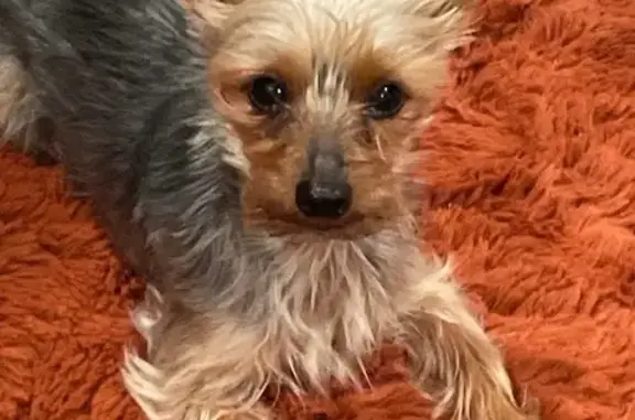 Lost Yorkie in Chicago: Help Find Him!