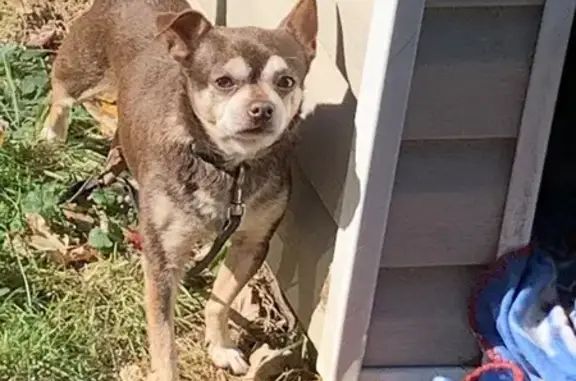 Lost Dog: Mickey on Harwood Drive