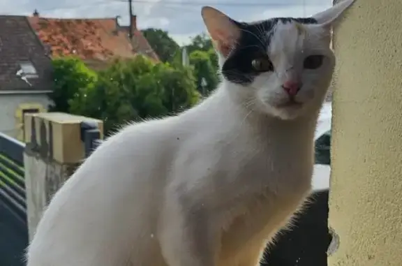Animaux perdus , photo: Chat Perdu à Grossouvre: Priska Tricolore